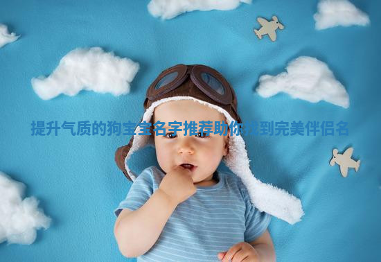 提升气质的狗宝宝名字推荐助你找到完美伴侣名